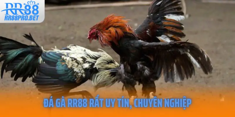 Đá gà RR88 rất uy tín, chuyên nghiệp